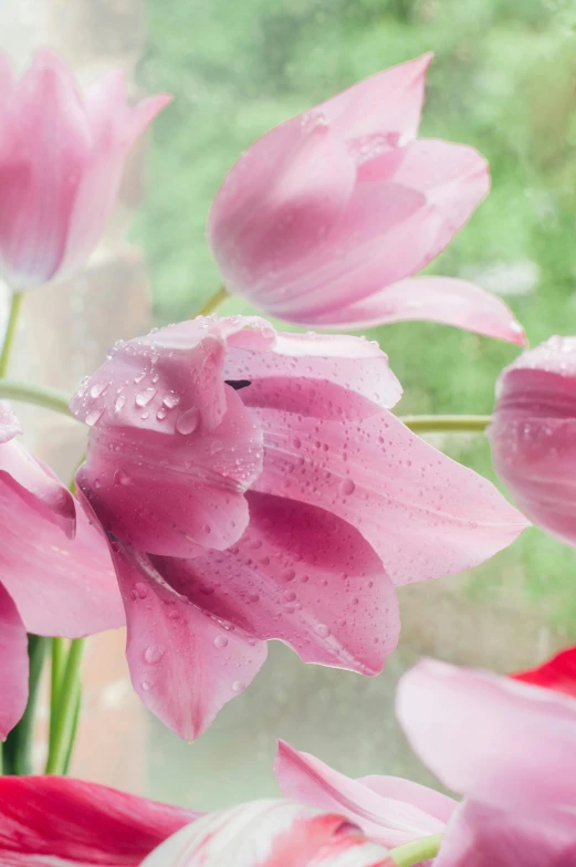 pink flowers are pictured in front of a window