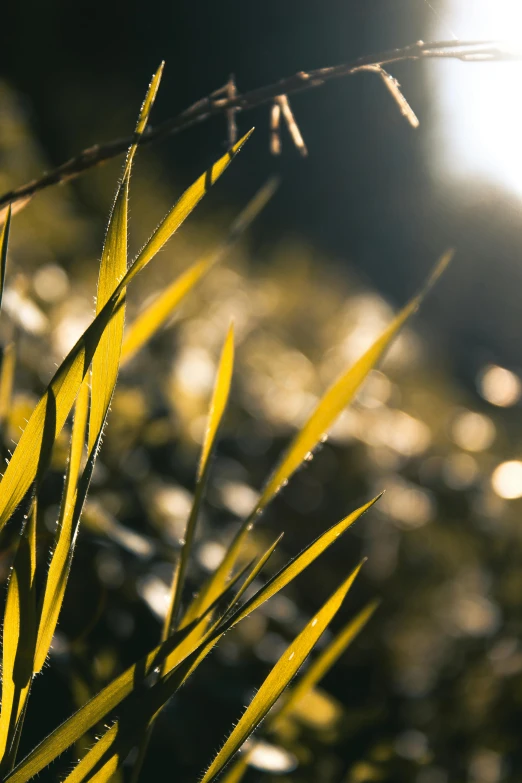 the small spiky, green grass on the right is very bright