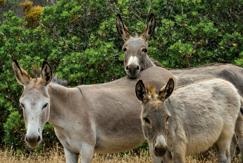 three donkeys with young grazing in a field