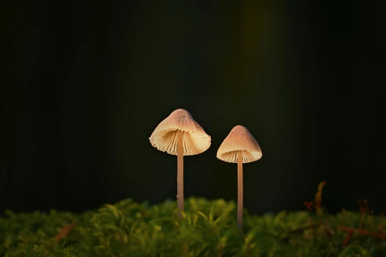 two mushrooms are sitting on a moss covered field