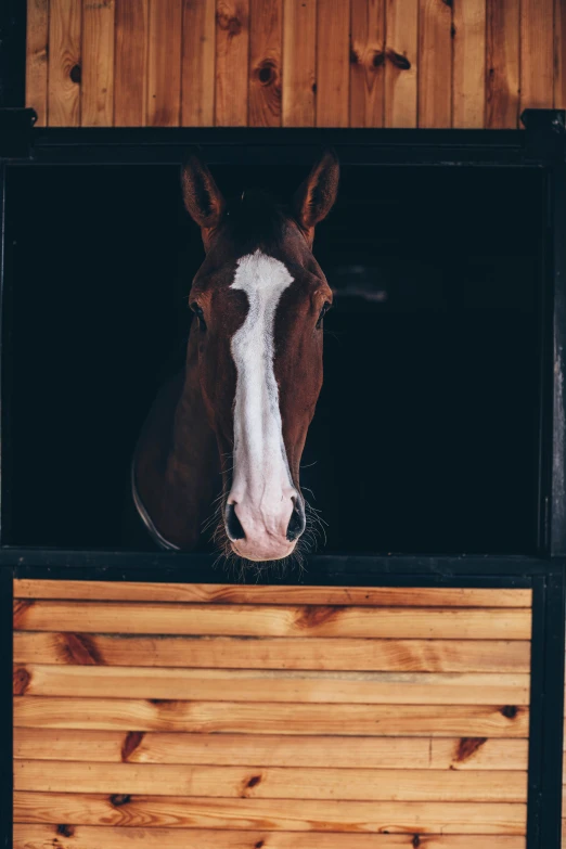 a brown and white horse sticking its head out a stable window