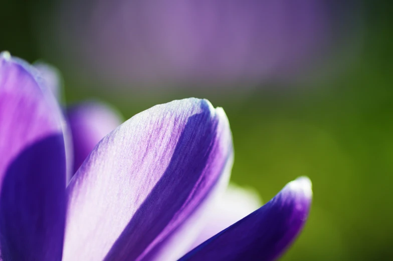 the top end of a flower with purple petals