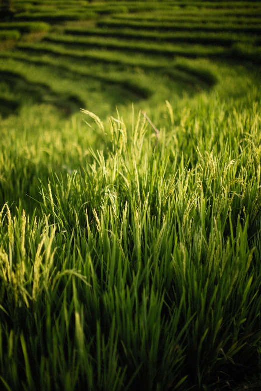 a green field that is next to some grass