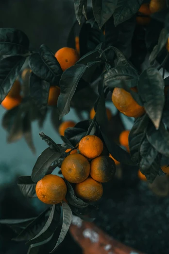 a bunch of oranges in a tree with leaves