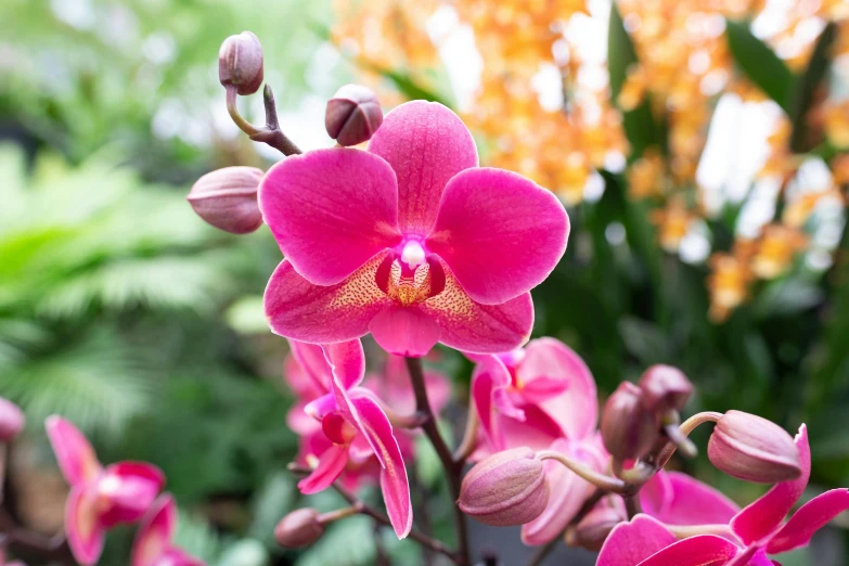 pink flower with yellow center with several flowers in background