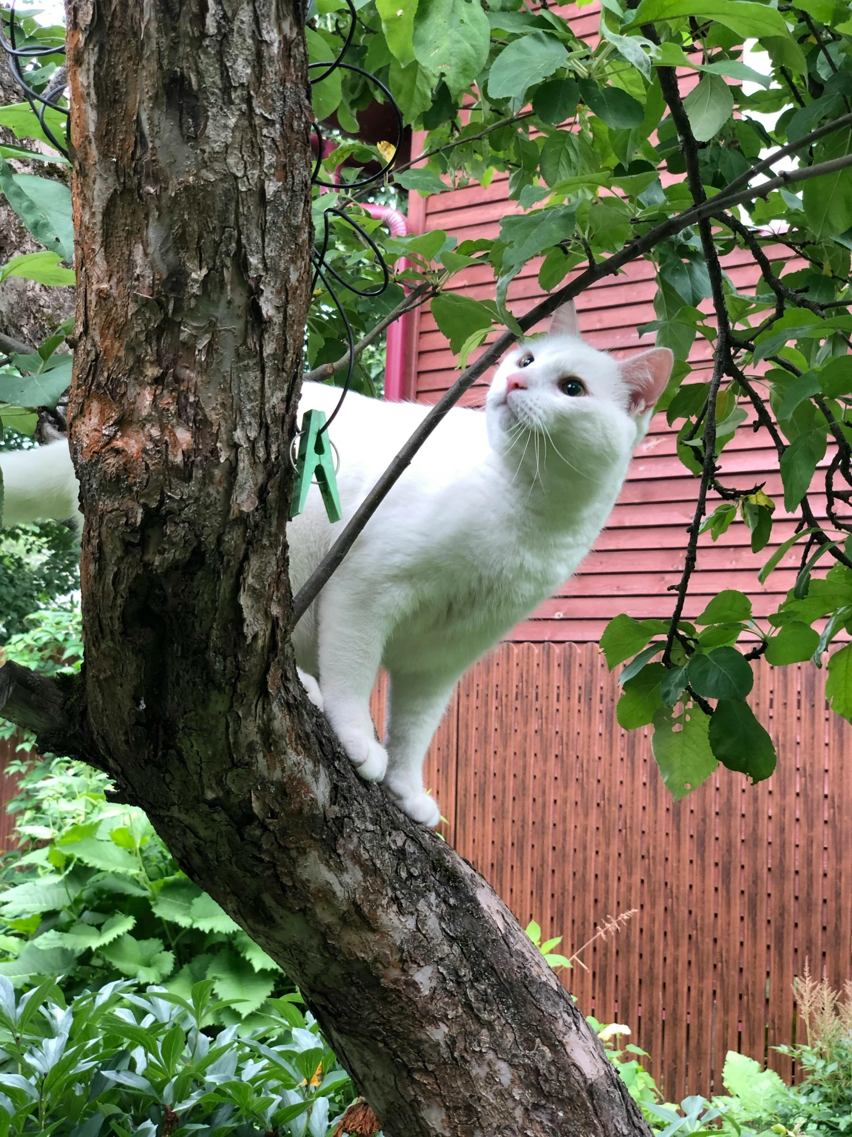 a white cat in a tree looks up