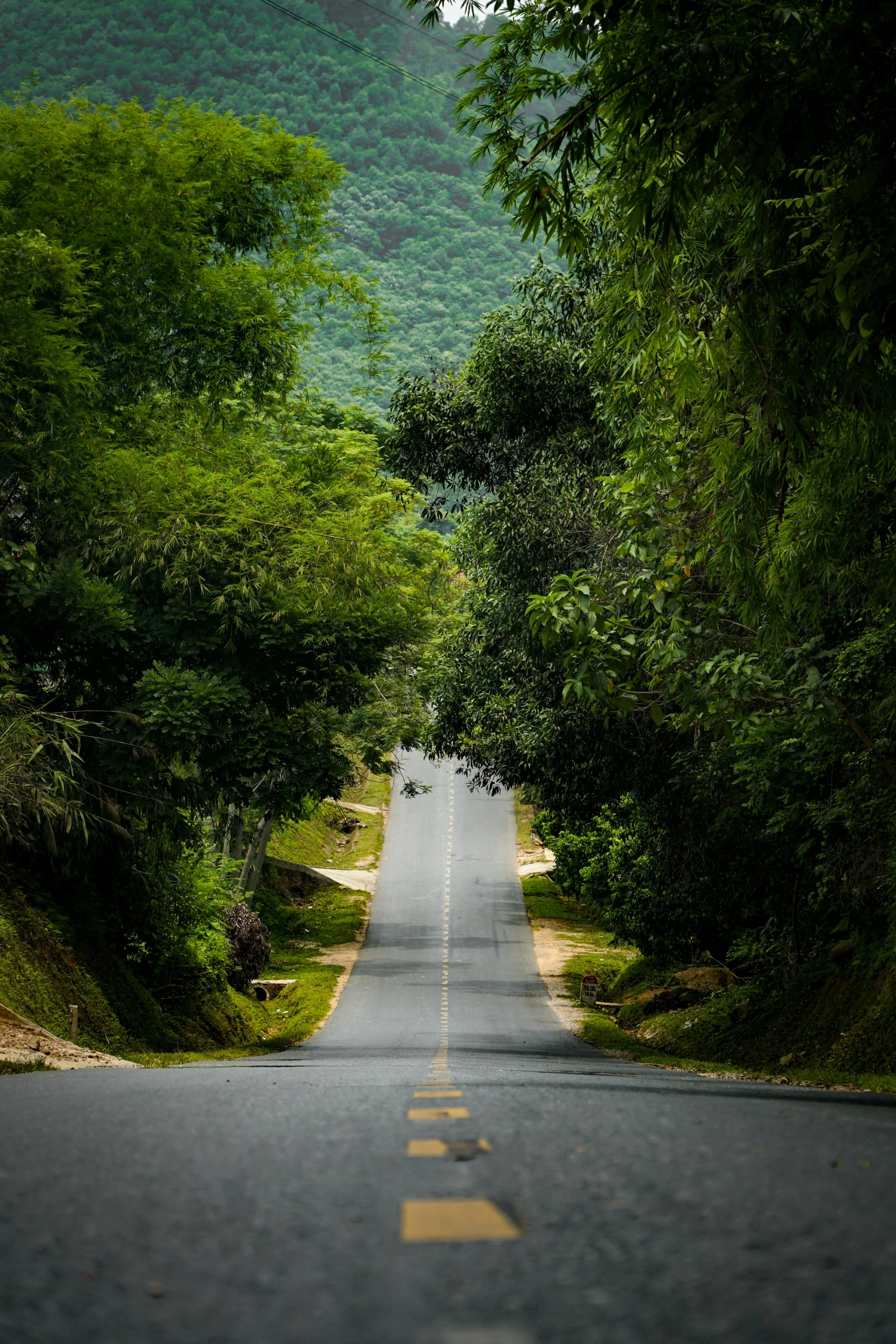 the trees line the road in an open area