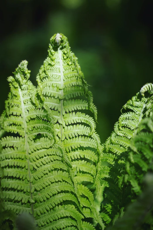 a green leaf is shown in the foreground