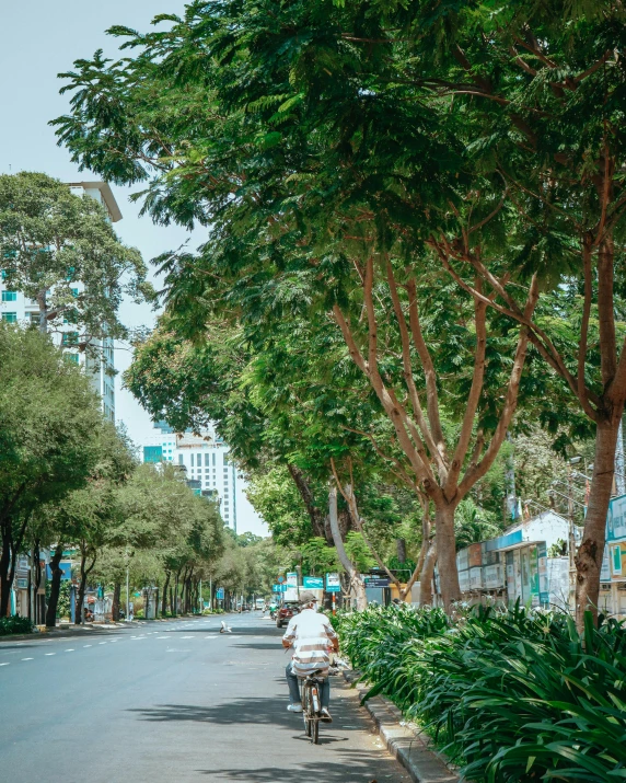 a person riding a bicycle on a paved street with tall trees lining the sidewalk