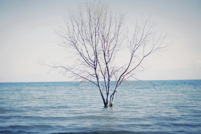 an area that has many small tree in the water