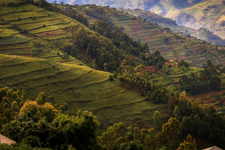 landscape view of hilly area with lots of green and yellow trees