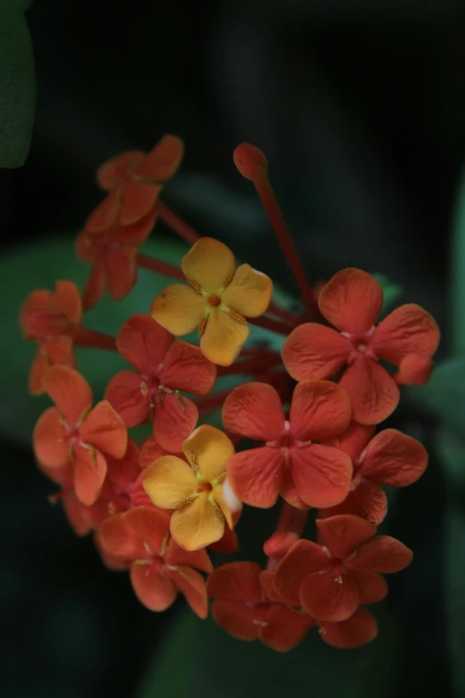 a bunch of flowers that are in the grass