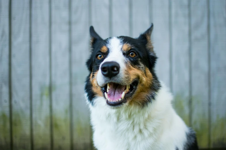 the dog smiles for the camera with his tongue out