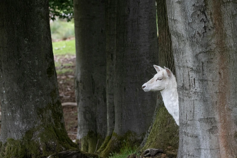 an animal behind the trees is staring straight ahead