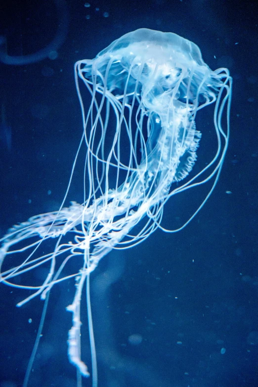 a large white jellyfish floating in the blue sea