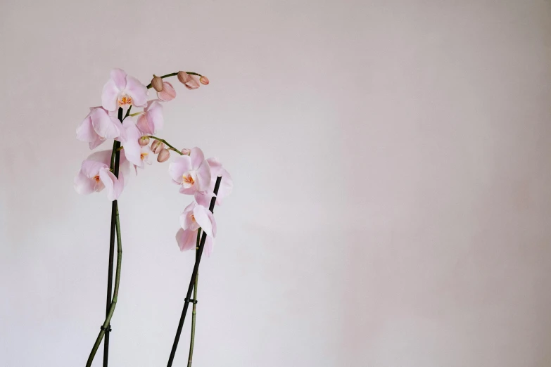 two tall pink flowers are placed in a small white vase