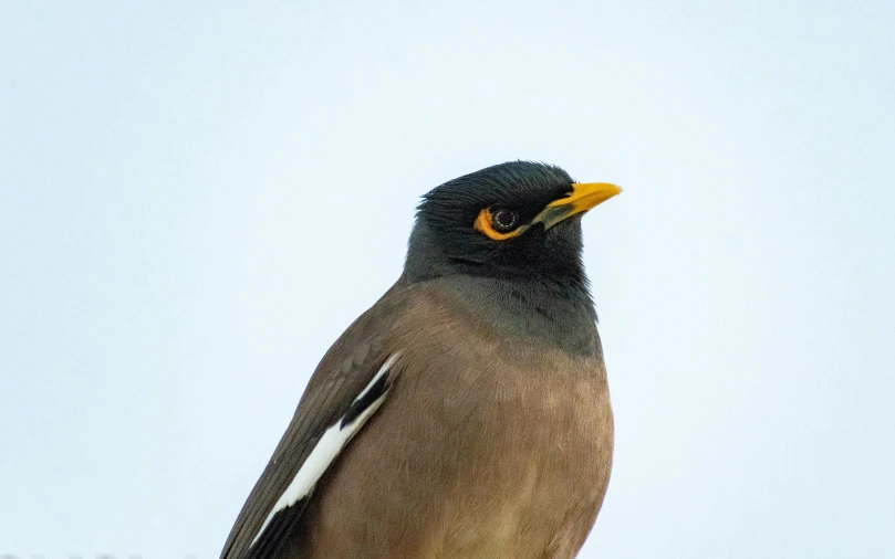 a brown and white bird is perched on a nch