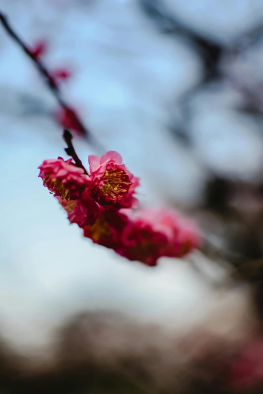 a pink flower is hanging from a nch