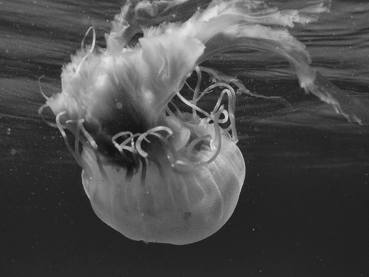 a jellyfish swimming underneath the surface, with its mouth open