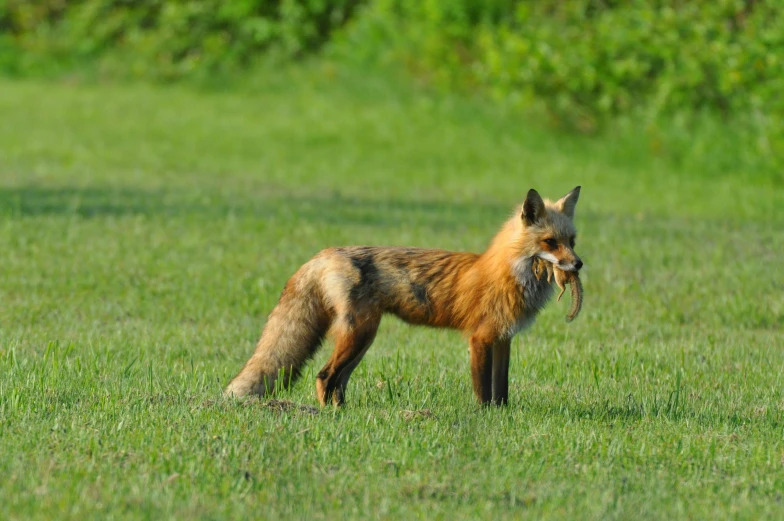 a red fox stands in the grass with a bird in its mouth