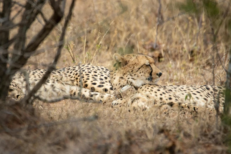 two cheetah laying in the brush on the plains