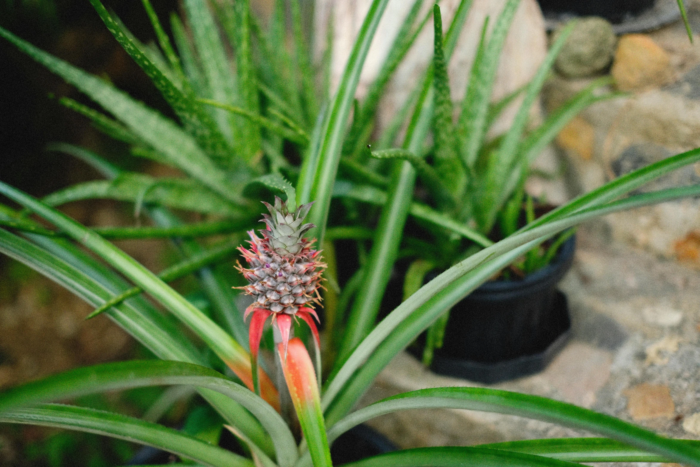 a plant has orange tips on it and a red stem