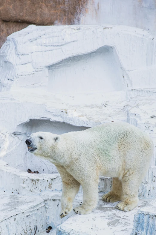 the polar bear stands near some rocks in an enclosure