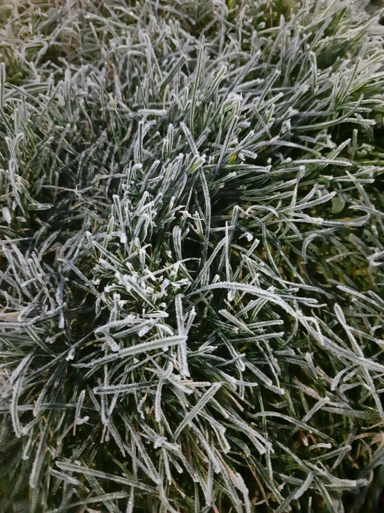 a patch of green grass with ice on it