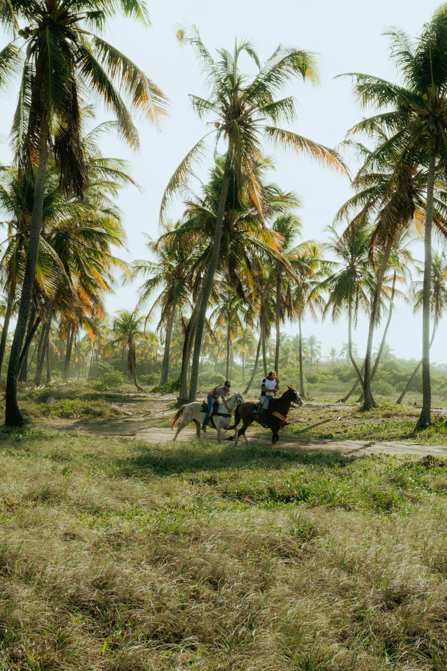 a group of people riding horses through the palm trees