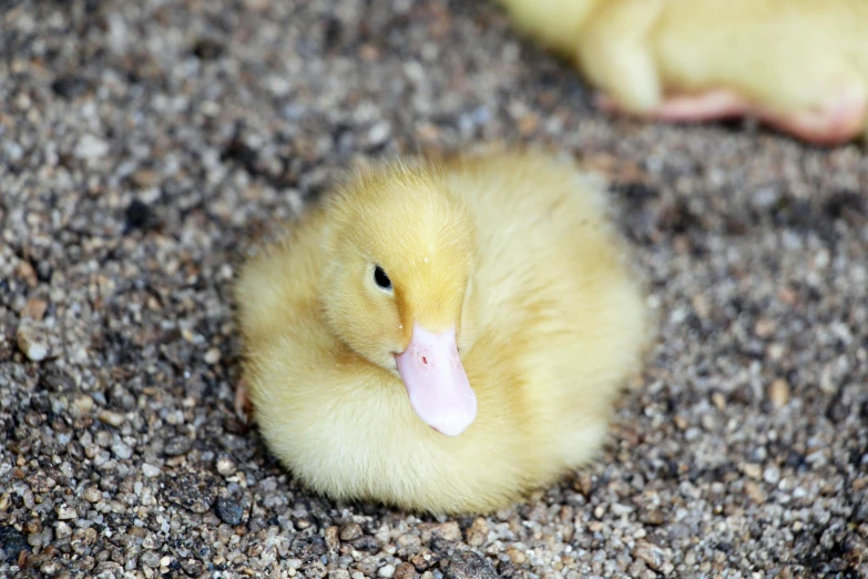small duckling on dirt area near two feet