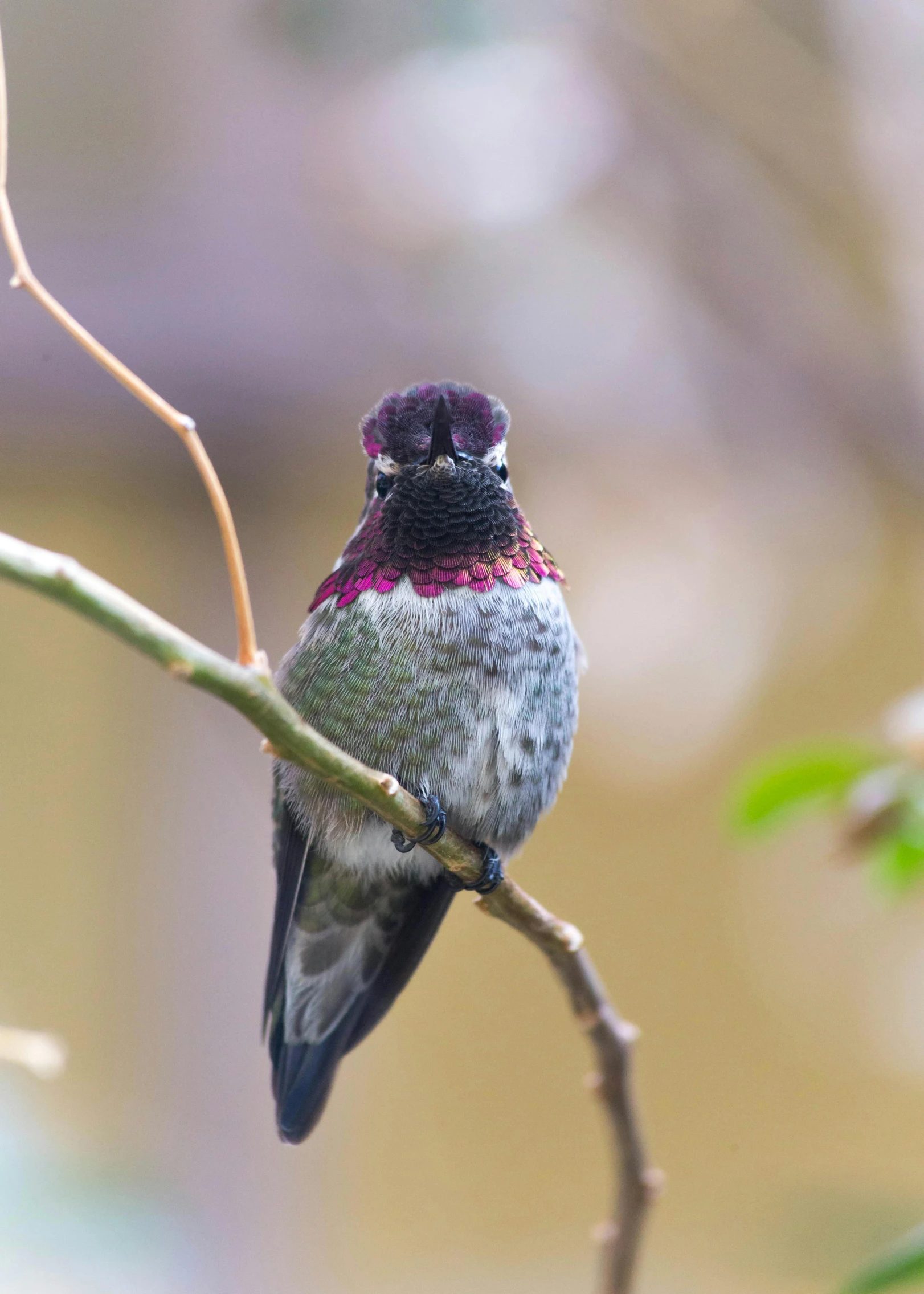 a close up of a small bird on a tree nch