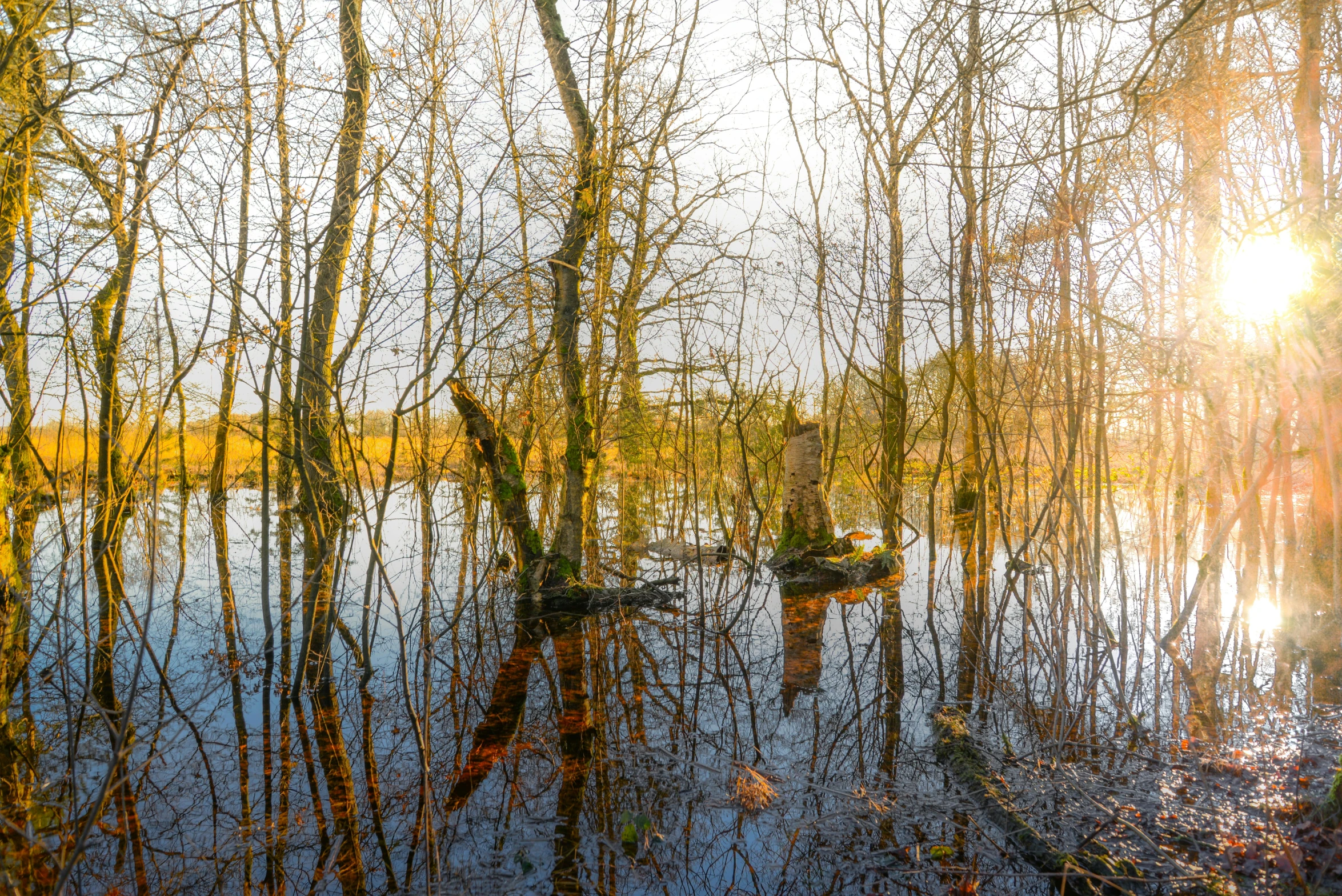 trees on either side of a body of water are submerged in the sun