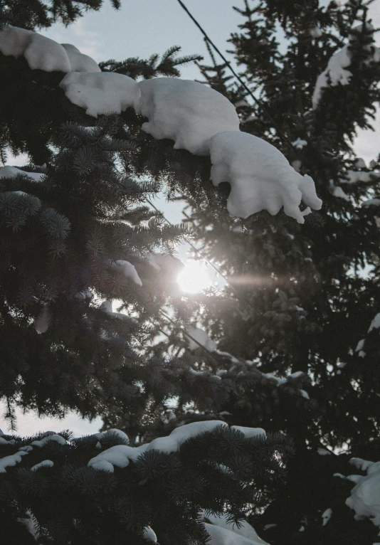 a snow covered tree that has some sun peeking through the nches