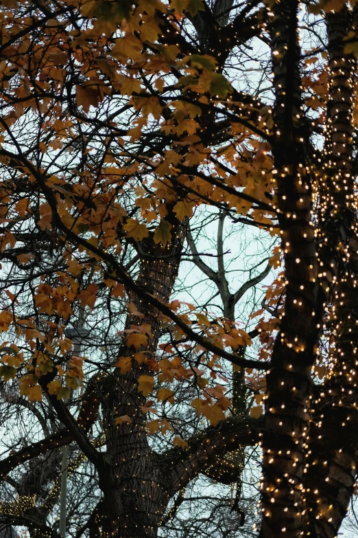 a tree with lights hanging in the nches