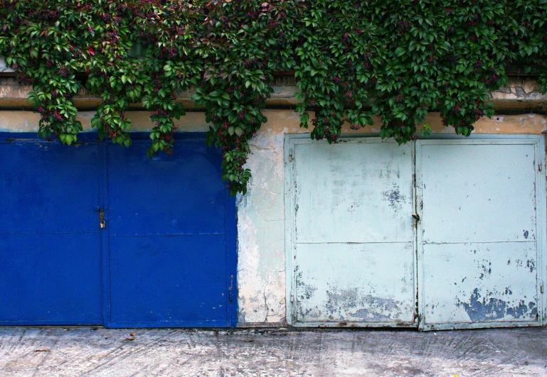 two doors are covered with ivy and next to each other