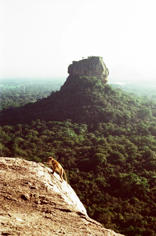 a mountain with many trees and bushes on it