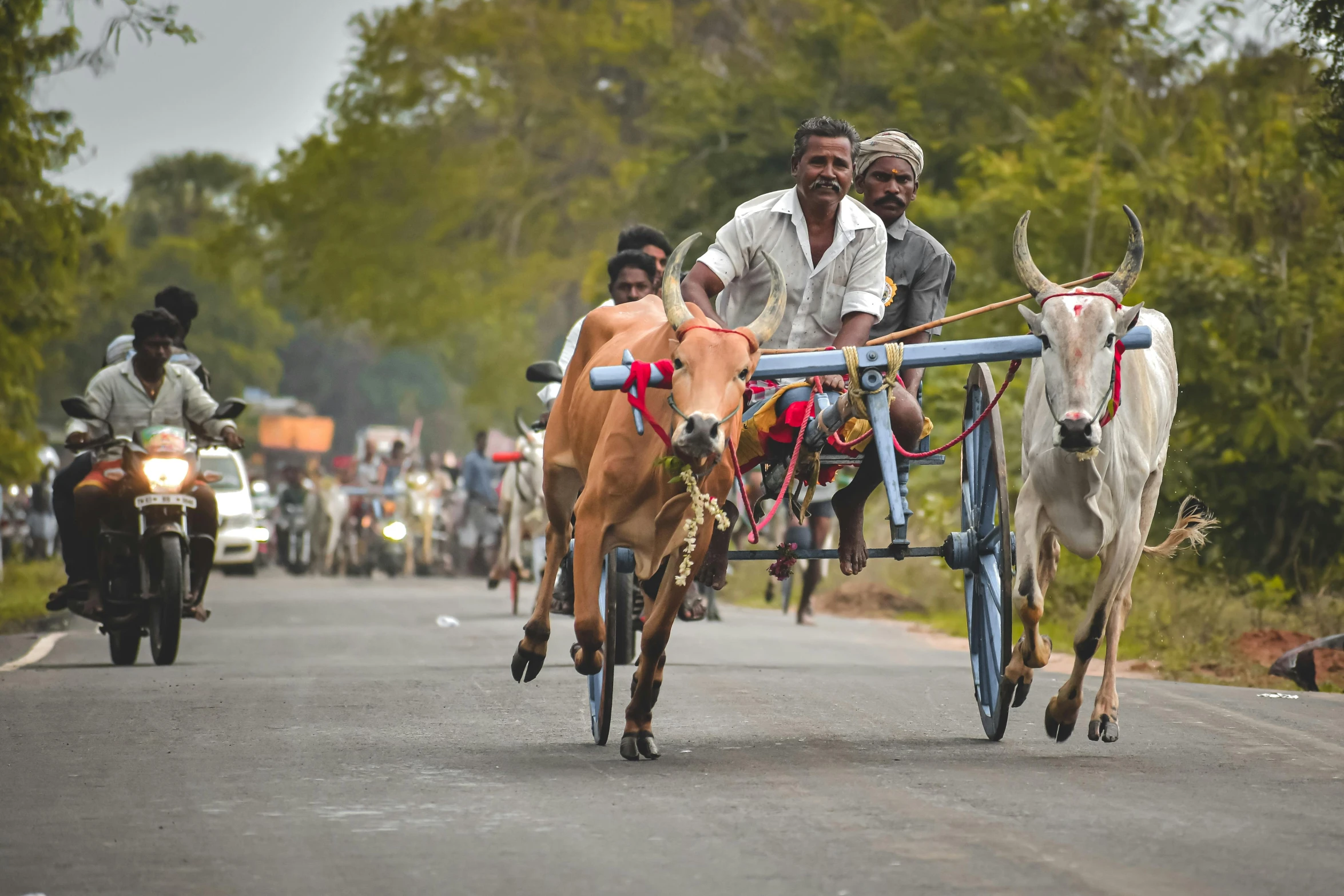 a group of cows pulling a man in a cart