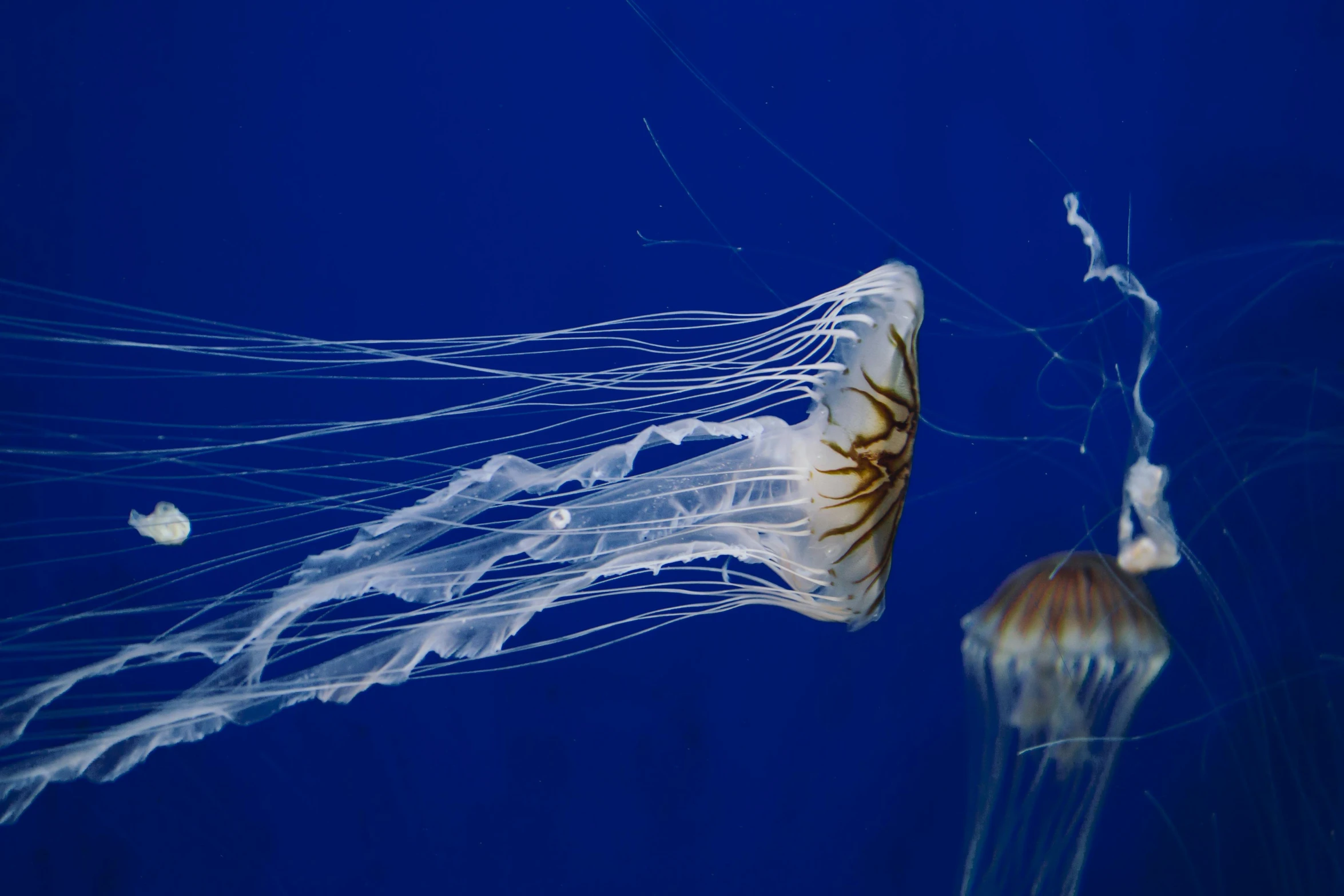 a jellyfish floats close to the surface in a blue ocean