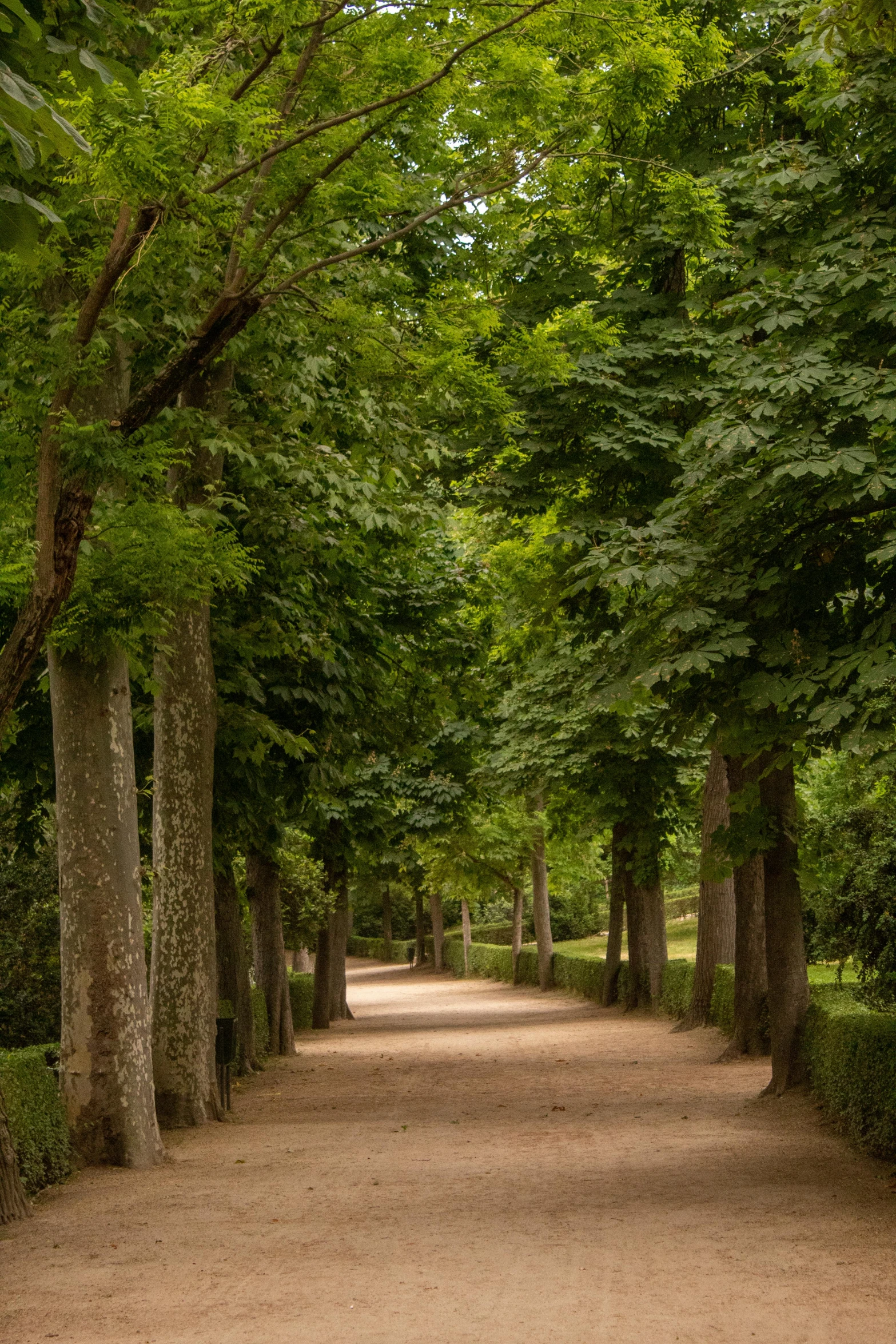 a dirt path in the middle of a park with trees