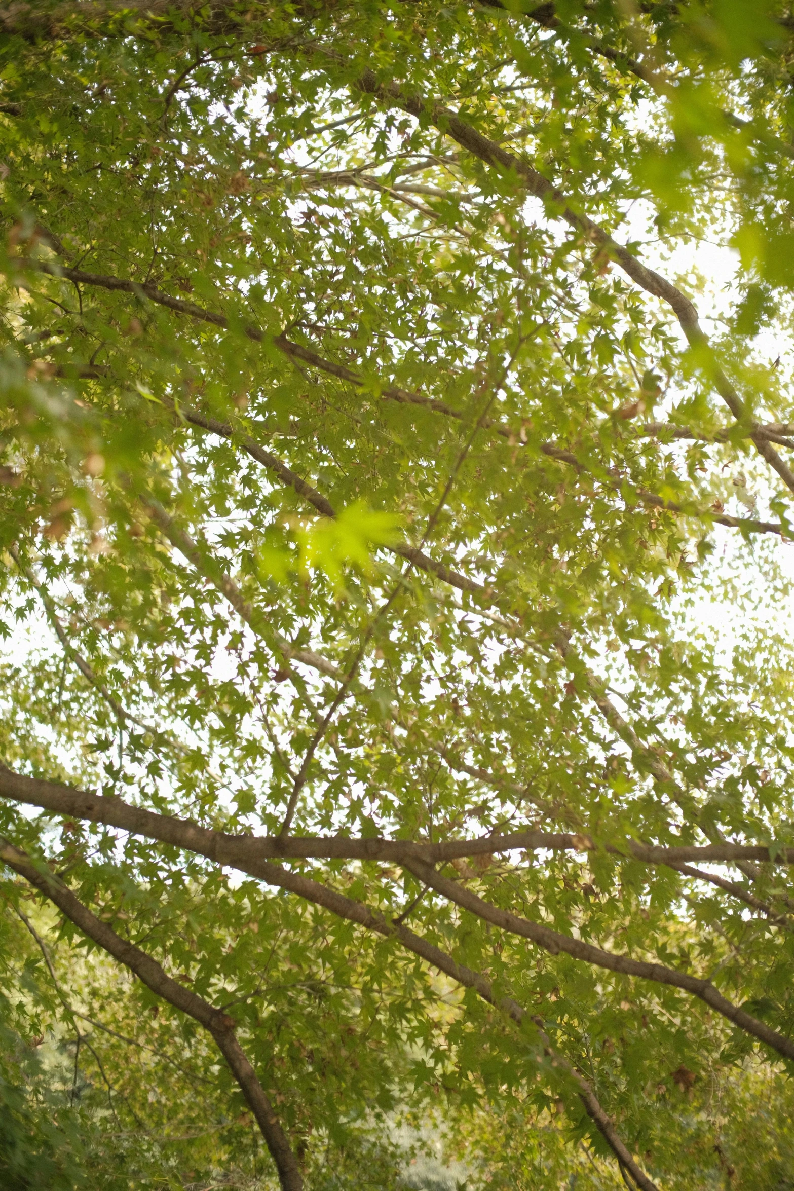 an umbrella is in the middle of the trees and leaves