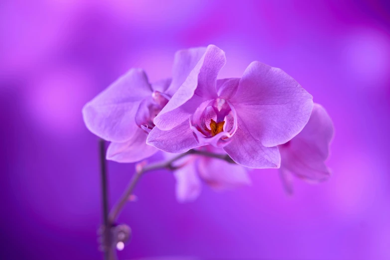 a closeup of a purple orchid flower