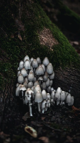 this image has multiple mushrooms growing from a tree