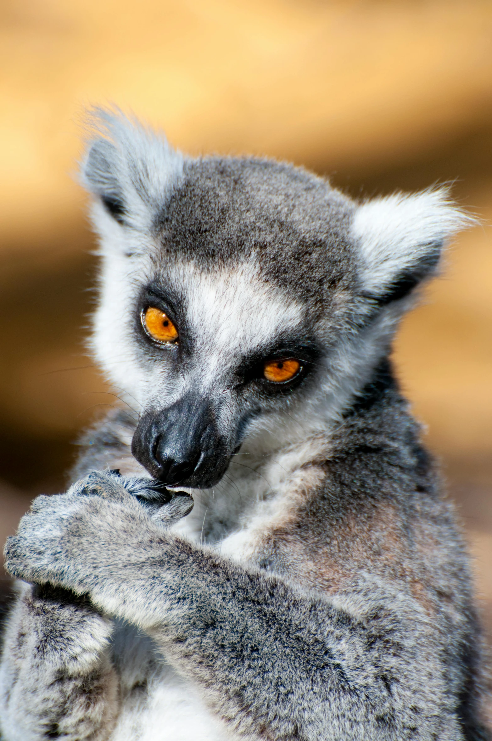 a lemur standing up and holding on to its hind legs