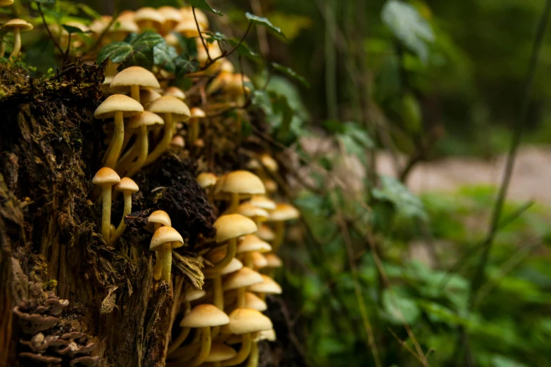 this is a group of small yellow mushrooms growing out of the bark