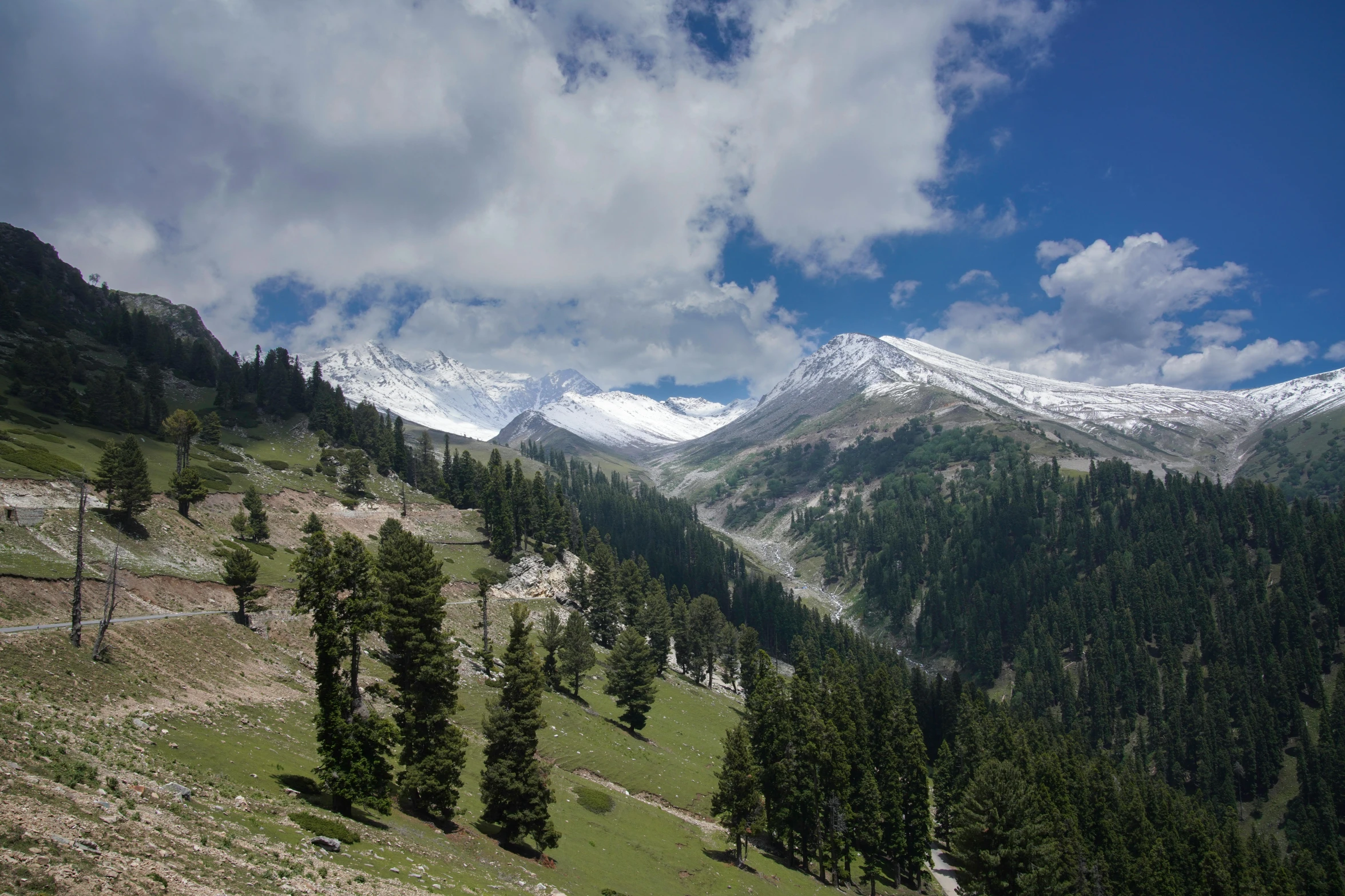 a grassy field with lots of trees near mountains