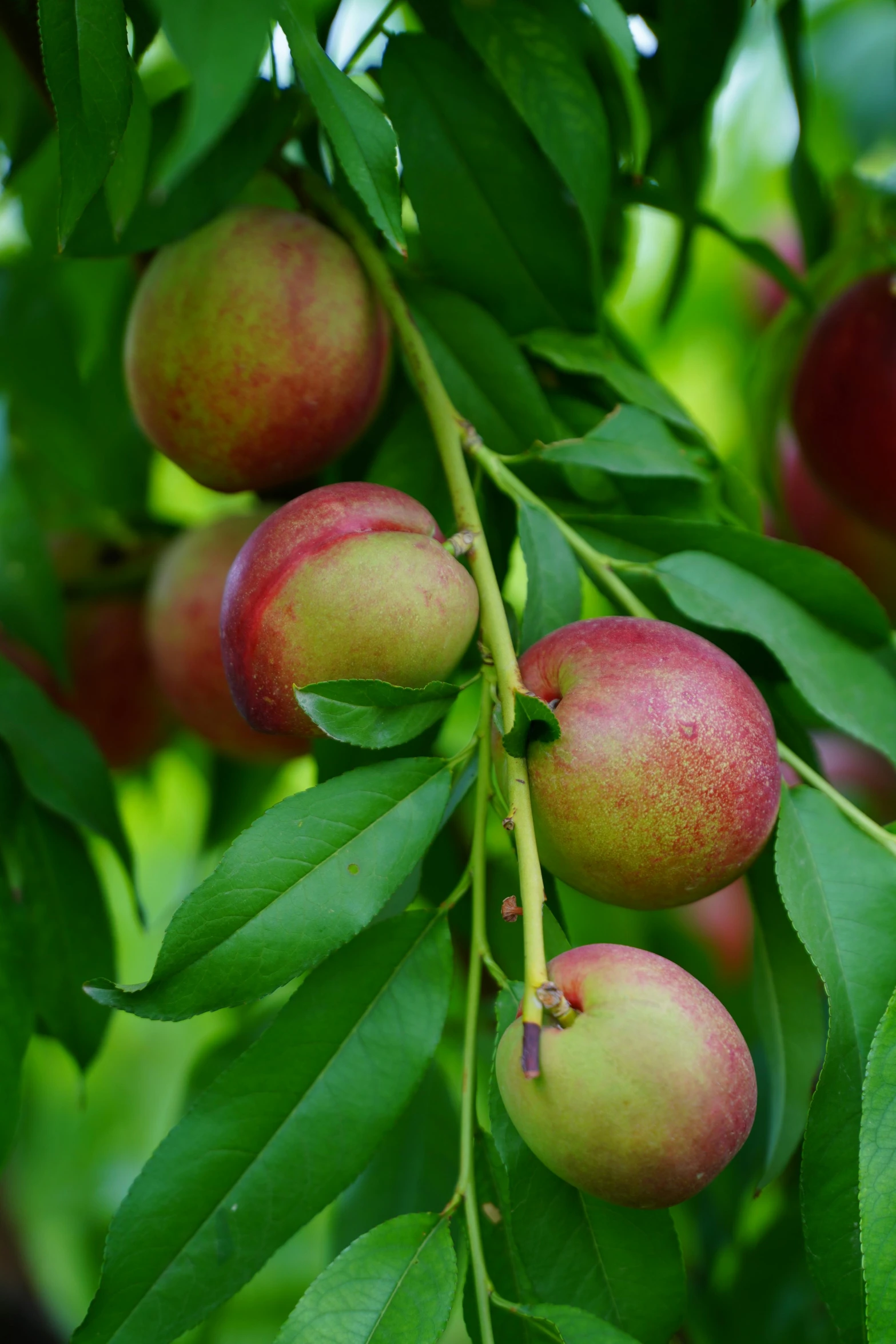 the fruit is hanging on a tree with green leaves