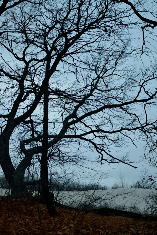 tree nches in foreground with large amount of snow on ground