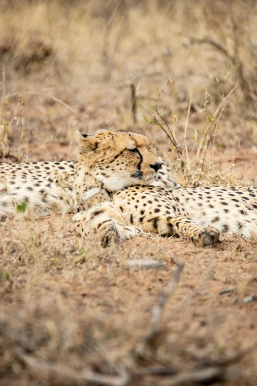 two large cheetah laying on the ground in a field