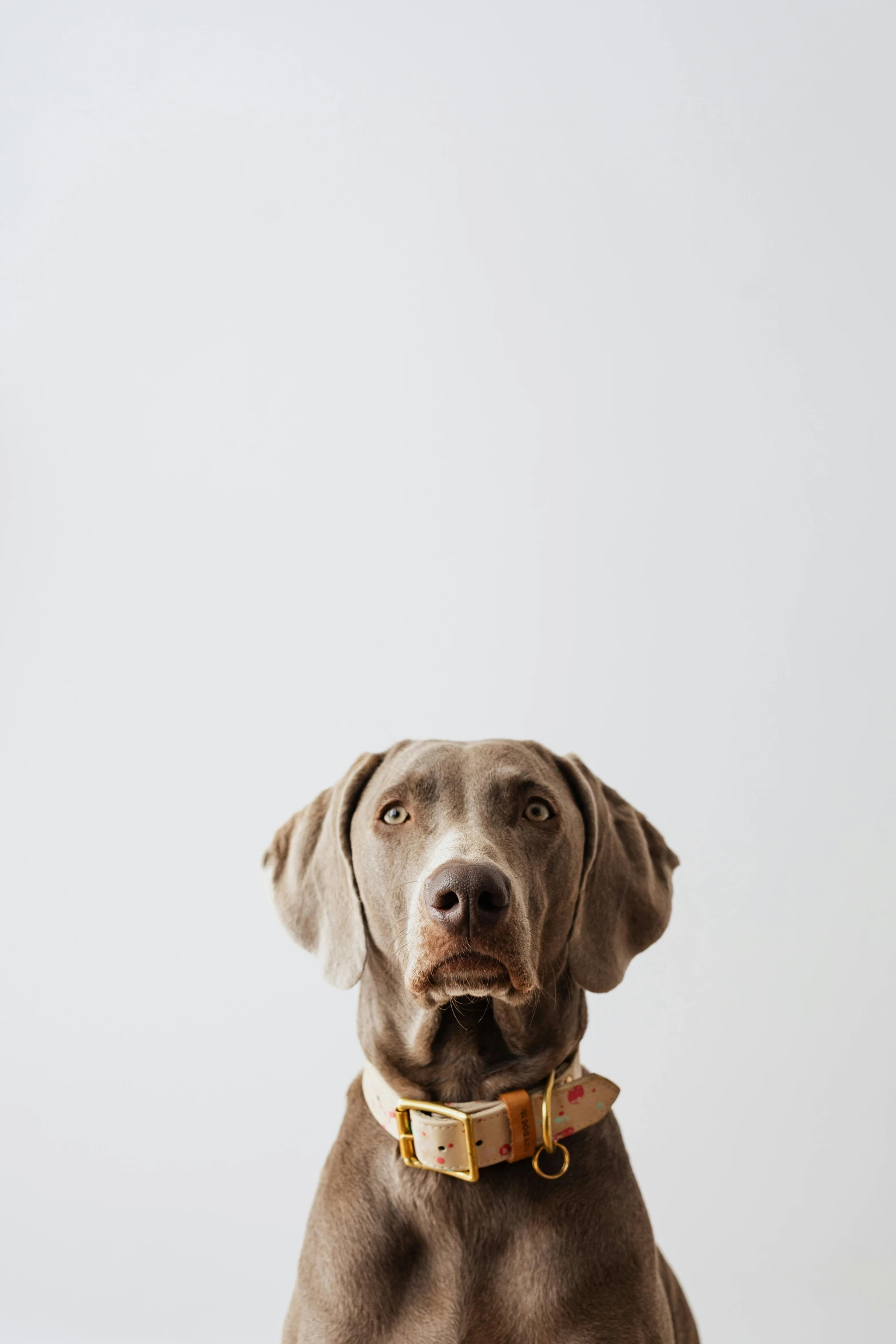 an adult dog is in the studio, on a grey background