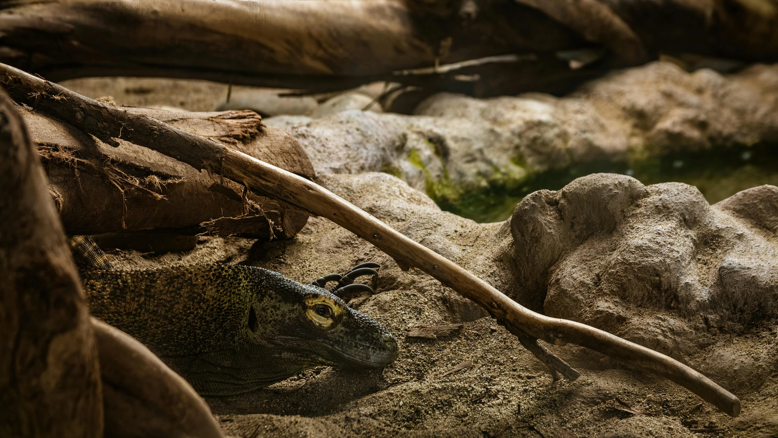 the lizard is in the sand near the rocks